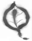 Cottonwood leaf