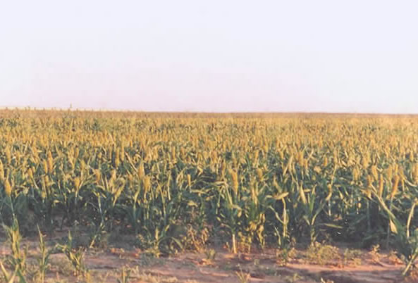 Sunlit corn field