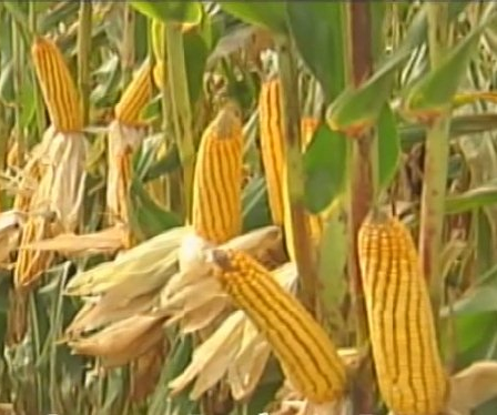corn stalks with ripe corn