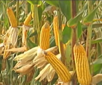 corn stalks with ripe corn (small)
