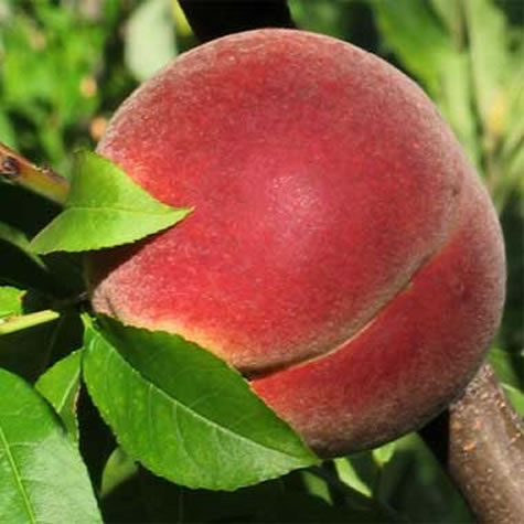 Georgian Peach