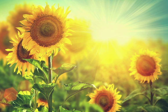 Sunflowers and Sun
